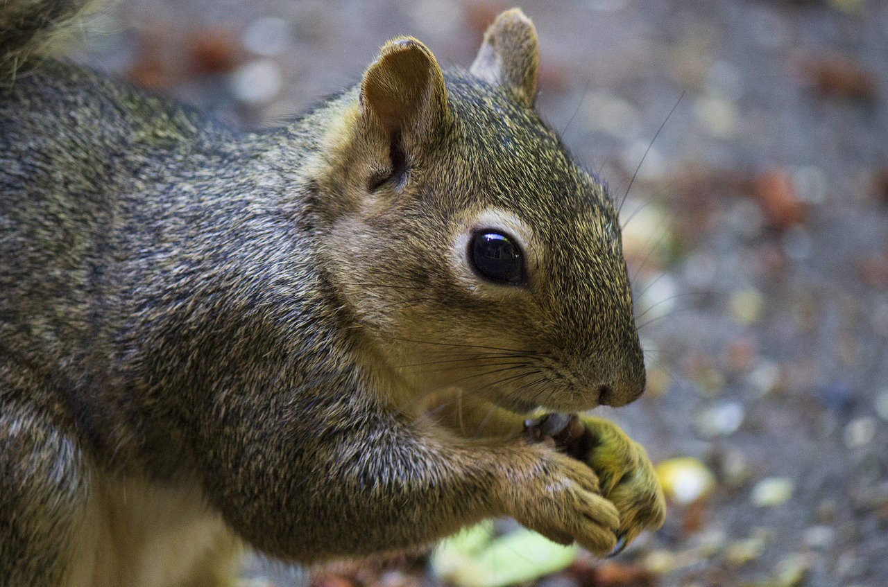 Turn Your Backyard into a Nature's Retreat